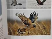 White-tailed Eagle of the Yellow River Delta