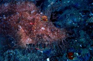 Water-Covered Sea Fish (112): Weedy Scorpionfish (8) - Grass-Bladed Weedy Scorpionfish (Ambon)