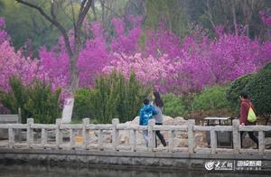 Spring City Park Flowers in Bloom – Come and 'Check-in'!