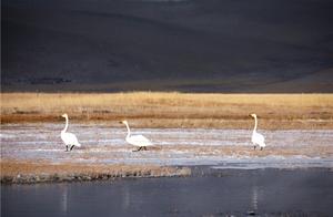 Eagle Ridge: Sending off the Great White Crane, Welcoming the Black-Necked Crane