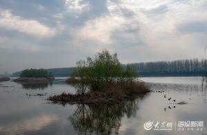 Cloud Viewing Flowers | Laiwu Westhai Park: Cherry Blossoms and Willows in Bloom