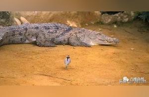The Alliance of the Crocodile and the Toothpick Bird: Africa's Largest Crocodile, the Nile Crocodile, Exhibits Unusual Gentleness Towards Toothpick Birds
