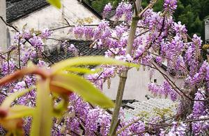 Grant Me a Year, Give Me a Yard Full of Purple Orchid Fragrance – My Promise to Her