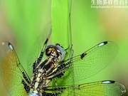 Encyclopedia of Biodiversity: Six-Spotted Jewel Dragonfly - This 'Shorty' is Absolutely Charming