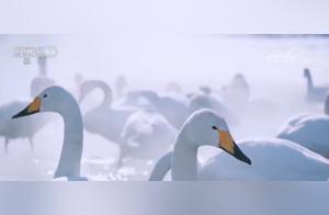 Inner Mongolia: Nearly 10,000 Swans Migrate North, Resting in Rice Fields