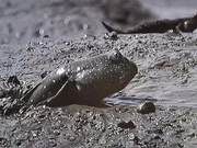 This Fish Crawled Onto the Mudflats After Coming from the Sea and Encountered Guangdong People's Table