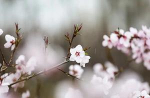 Spring, I Have a Date with Water River! – Water River Cherry Blossom Festival Opens Grandly