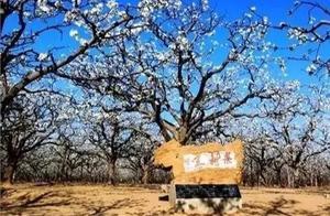 Which of these 6 beautiful ancient villages in Shangqiu have you visited?