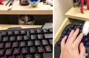 Look at these adorable animal photos when you're feeling down!