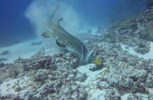 Shark Devours Entire Octopus – A True Demonstration of Swift, Accurate, and Deadly