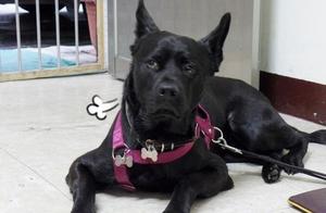 Why are Black Dogs Always ‘Discriminated’ Against? The Underlying Reasons Are Heartbreaking!