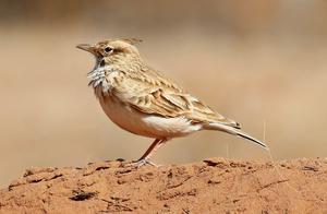 Top 10 Ornamental Birds for Singing Ranking: Most Popular Birds with Beautiful Appearance and Good Voice