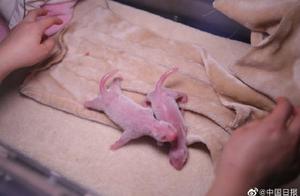 First Pair of Giant Panda Twins Born Globally This Year