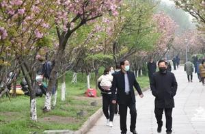 Look! Cherry Blossoms in Jingzhou Have Already Bloomed Like This – Beautiful Like a Painting...