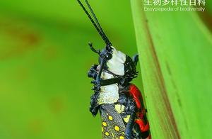 Entomology Encyclopedia: Yellow Star Locust – The Dual Nature of Gentle and Violent ‘Twin Insect Life’