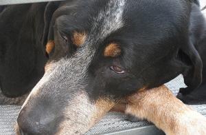 What is Cutaneous Myositis? Although it is not common, it can affect a dog's quality of life.