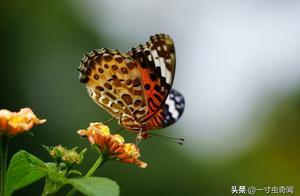 Meat-Eating Butterflies: Thousands of Butterflies Chewed People to the Skeleton? Feeling Chilled!