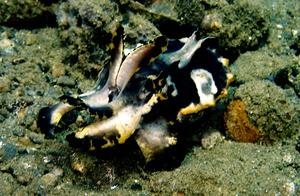 Cephalopod Class 1: Cuttlefish (1) - Flame Cuttlefish (Highly Toxic, Ambon)