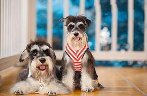 If You Don't Know These, It's Best Not to Raise 'Siberian Huskies'