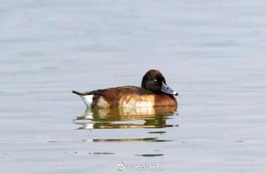 Critically Endangered Blue-breasted Ruddy Duck Spotted in Baoshan