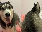 It Roared and Mom Imitated It, Immediately Angered and Moved