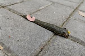 What kind of insect is this? It's terrifying!