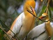 Biodiversity Encyclopedia: White Stork – I’m a ‘Different Kind of Stork’