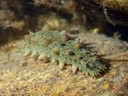 Science Without Limits | This Beloved Marine Delicacy: What Do You Know Beyond the Hype?
