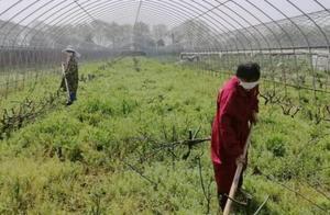 Resumption of Work and Production: Busy Grape Garden Fruit Farmers