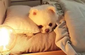 After Seeing These Photos, I Finally Understand Why So Many People Love Small Dogs!