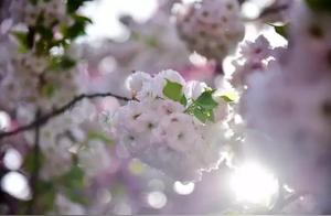 Cherry Blossoms in Full Bloom, Hui County Holds the Most Beautiful Spring Colors!