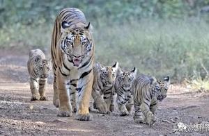 A Tiger Mom with Four Tiger Cubs