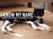 Can Cats Understand Their Own Names? New Research Provides an Answer