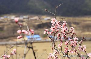 Yaolage County, Aba Prefecture: Plateau Warm Winds Unfold Wild Peach Blossoms