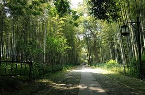 It has long been heard that the Yunqui Bamboo Path in Hangzhou is like paradise on Earth, and today seeing it with my own eyes is truly extraordinary.