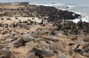 Rescue Personnel Capture Injured Seal Pup, Companion Immediately Intervenes to Stop It: 'Don't Touch It!'