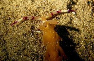 Cute Sea Rabbit (133) - Sluice (16): Yellow Dragon (An)