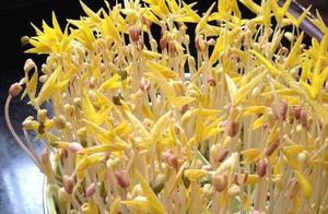 How to Grow Bean Sprouts
