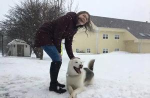 Is tethering a husky to the outdoors in snowy conditions considered animal abuse?