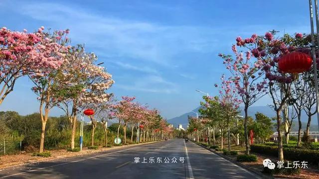 旅行柚子君■这个春天,乐东的花又开好了 趁着花期,可以出去赏花哦!