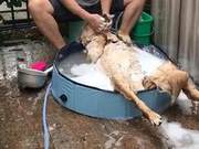 Boarding the Golden Retriever in Hometown, Receiving Photos from Neighbors Daily: Otherwise the Dog Will Die