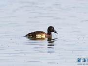 Critically Endangered Blue-headed Duck Spotted in Yunnan, China