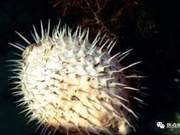 Top 10 Most Unusual Poisonous Animals Worldwide Ranking Revealed!