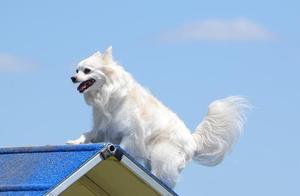 The 6 Lightest-Smelling Dog Breeds Suitable for Homekeeping – Do You Have One?