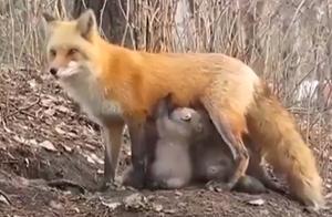 After the Australian Bushfires, a Mother Fox Feeds Hungry Koala Babies, Demonstrating Universal Maternal Love Across Species