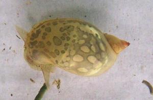 Common Ear Radish Snail