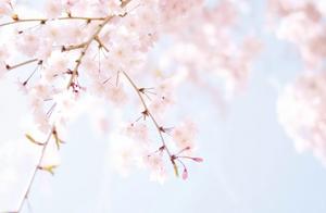 The Most Beautiful Sight of Spring Hides in Places Like Jinshan