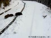 Super Cute! Wild Boar Herd Appears in Baiyunshan Scenic Area of Loyang, 'A Family of 13' Waits to Cross the Road