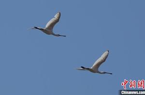 Migratory Birds' Passage Through Jihe Wetland, Shijiazhuang: Feeding and Play