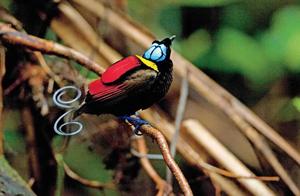 Exotic and Rare Birds